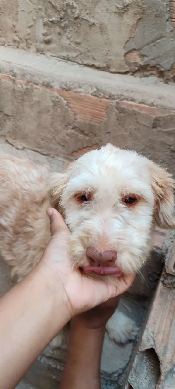Doação de cachorra - Foto 4