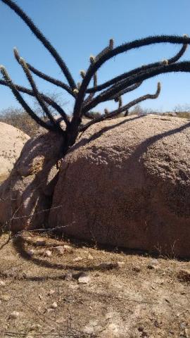 Ganhe um tesouro de Jazidas de Granito Ornamental comprando a Fazenda - Foto 6