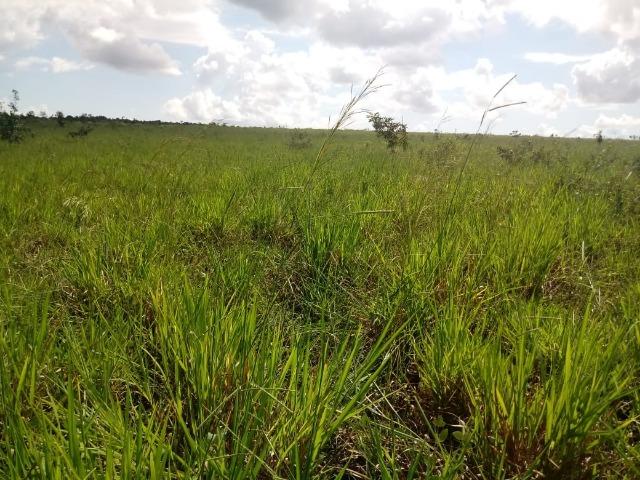 Fazenda Rosario Oeste 50 km fora asfalto 782 ha R$ 3 mi - Foto 5