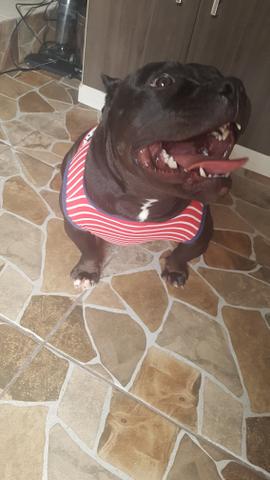 Fêmea de American Bully Black - Foto 6
