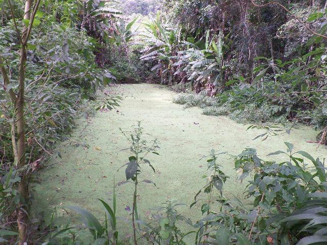 154 - Área de terra em Providência - Foto 14