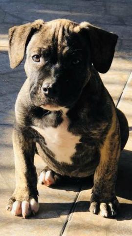 Pitbull