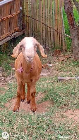 Cabra mestiça - Foto 2