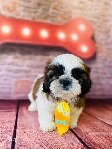 Shihtzu menores do mundo *