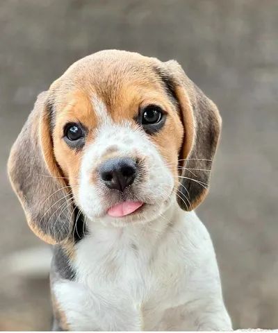  Lindos filhotes da raça - Beagles 