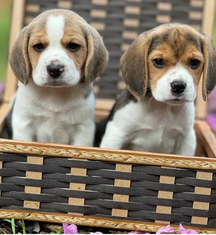 Dupla de Filhotes Beagles 
