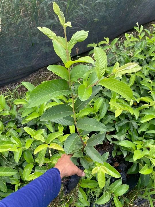 Mudas de goiaba paluma - Foto 2