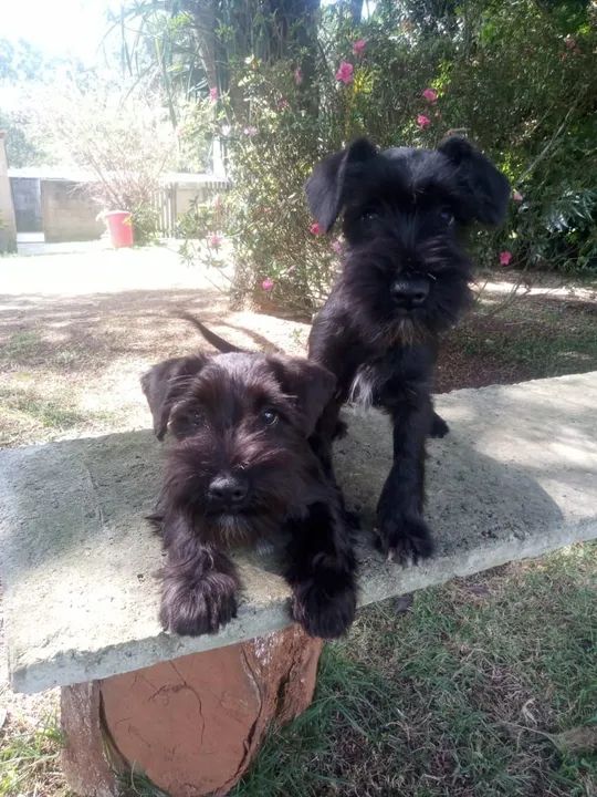  Schnauzer Miniatura - Foto 3