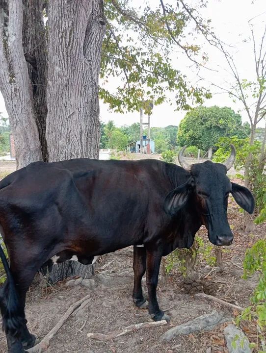Novilhas, Vacas, Boi e bezerros - Foto 3