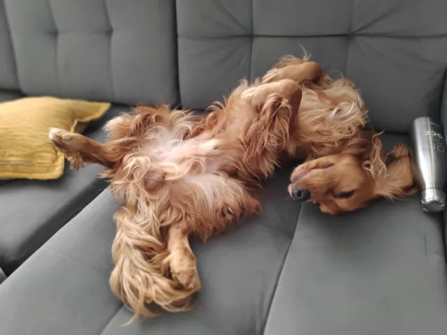 Cocker Spaniel - "Whisky" - procura namorada
