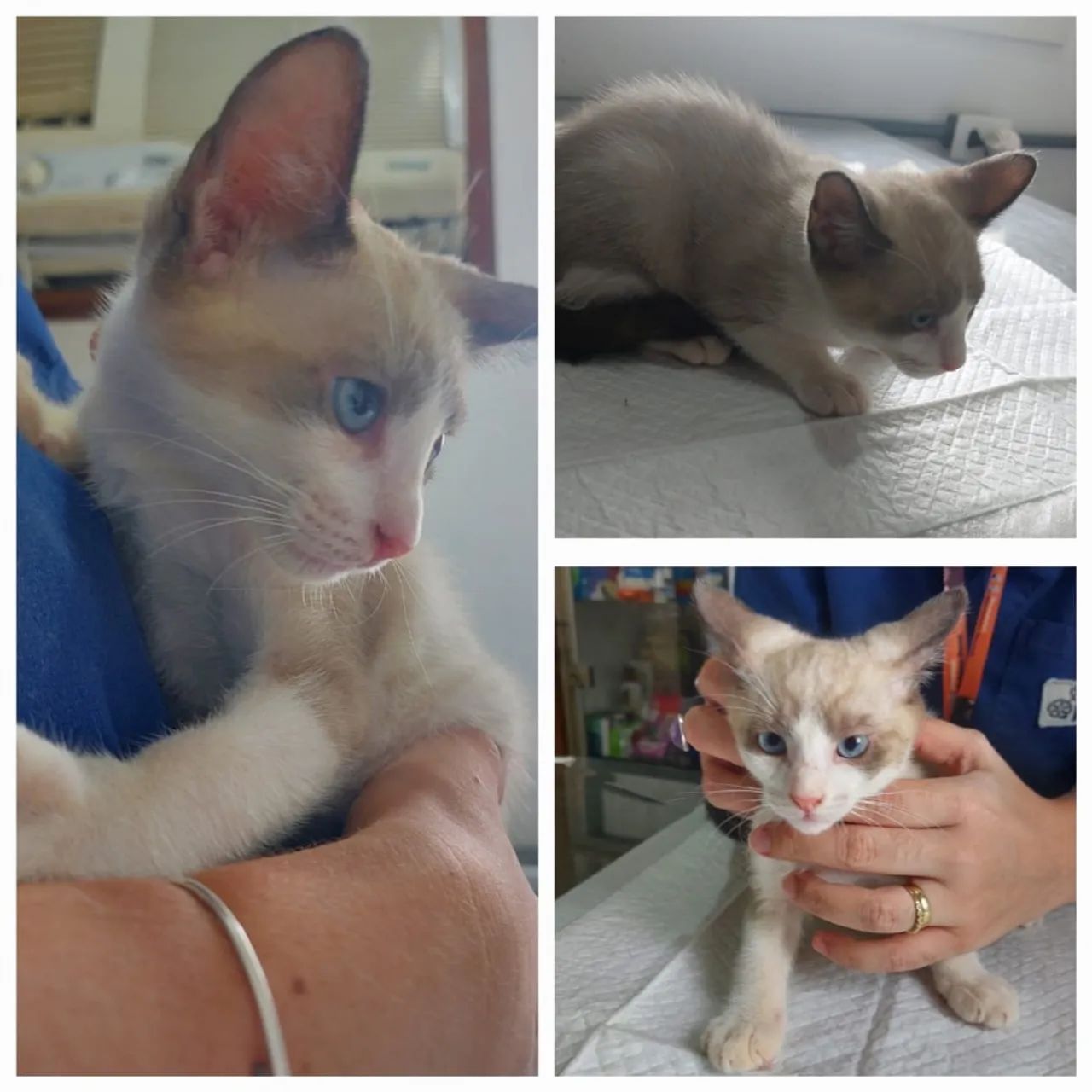 Gatinho fofinho para adoção! - Foto 2