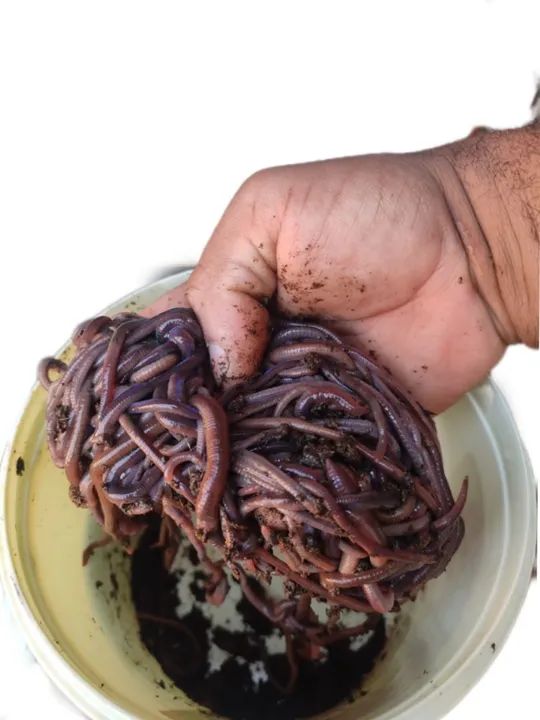 Minhocas Gigante Africana ideal para pesca R$70,00 - 100 unidades ...