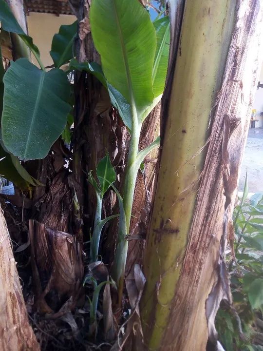 Muda de bananeira - Foto 2