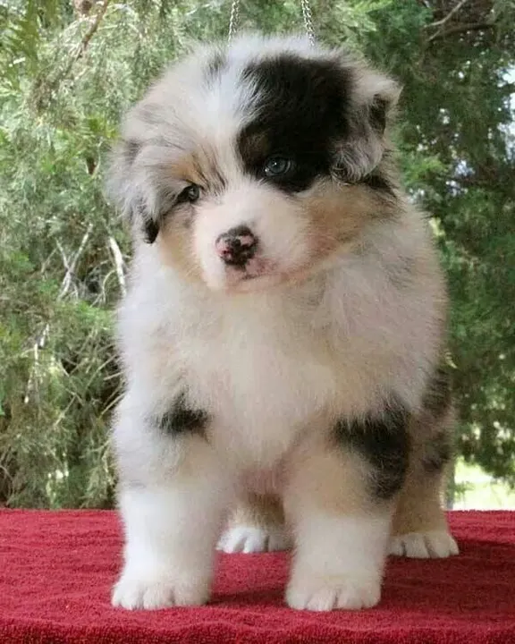 Border Collie O Cão Inteligente