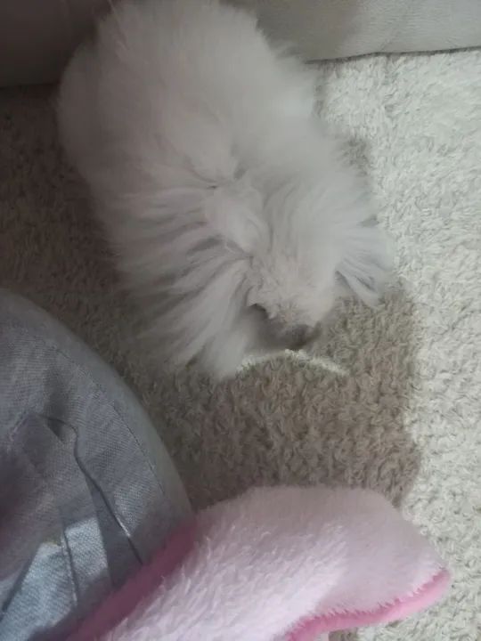 Casal de coelhos mini Leon  - Foto 2