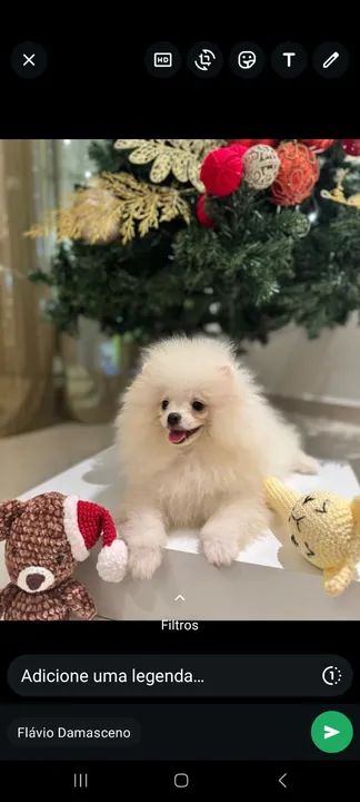 Spitz alemão anão  - Foto 4