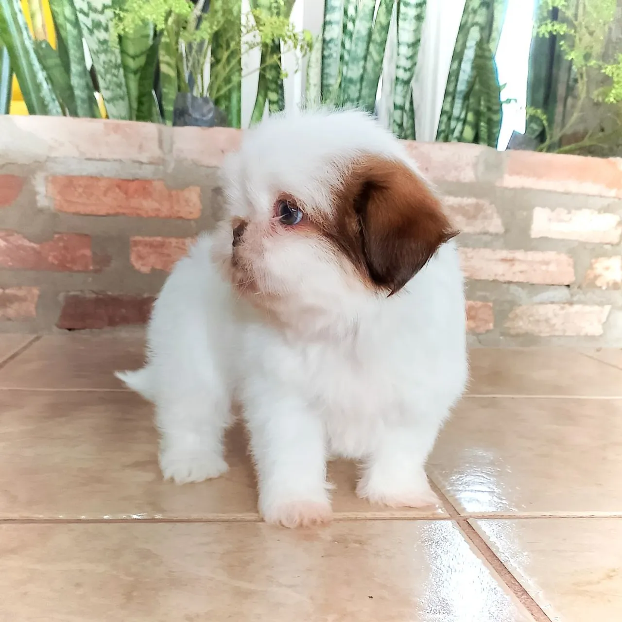 Filhote Shih Tzu puro, macho!