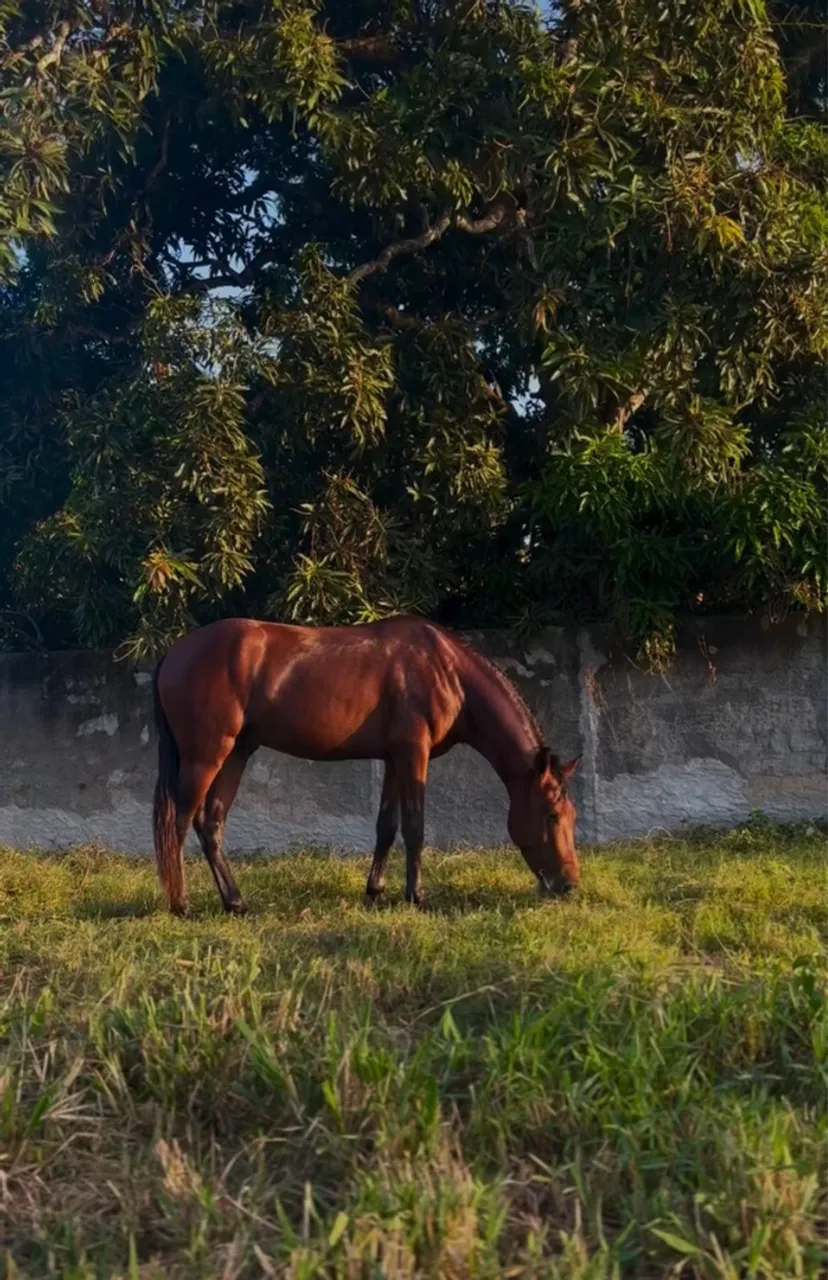 Cavalo para venda