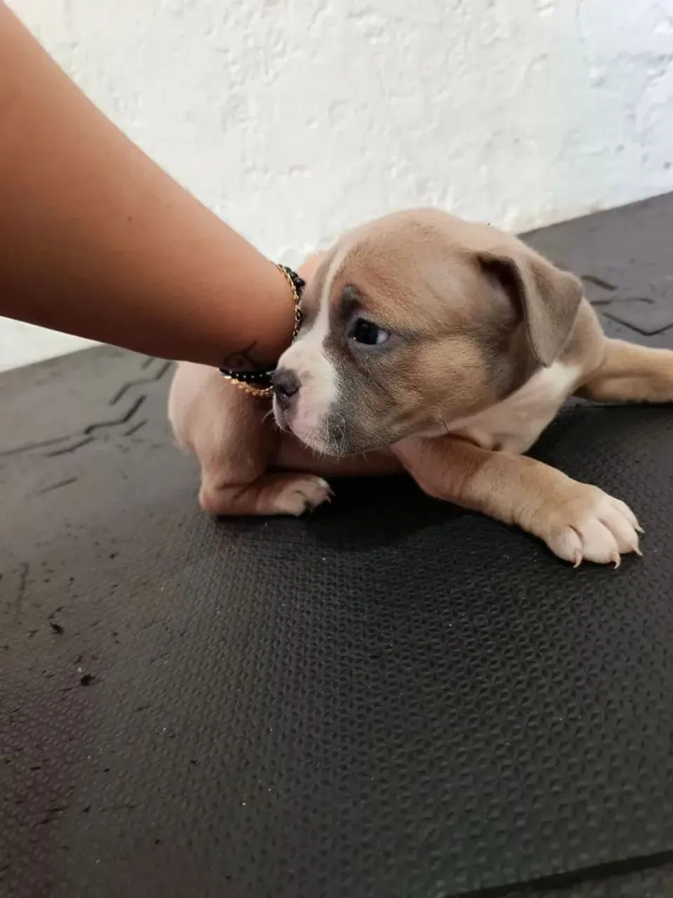 !!!Pitbull monster 380rs ultimo !!!!! Tricolor