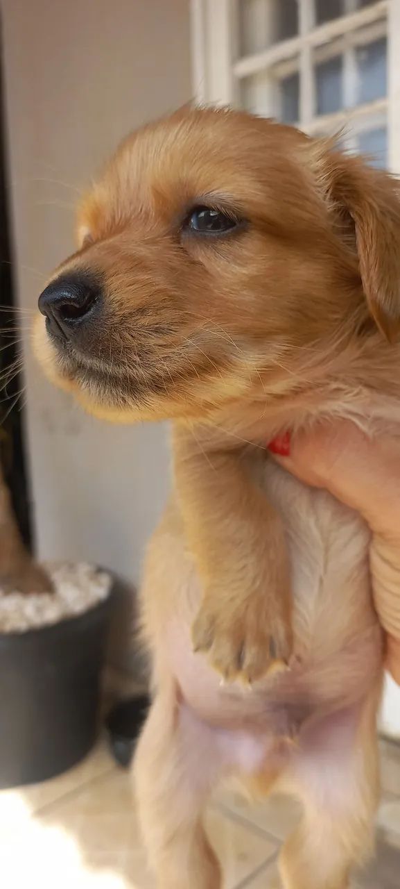 Filhote de cachorro kokoni com bacê - Foto 2