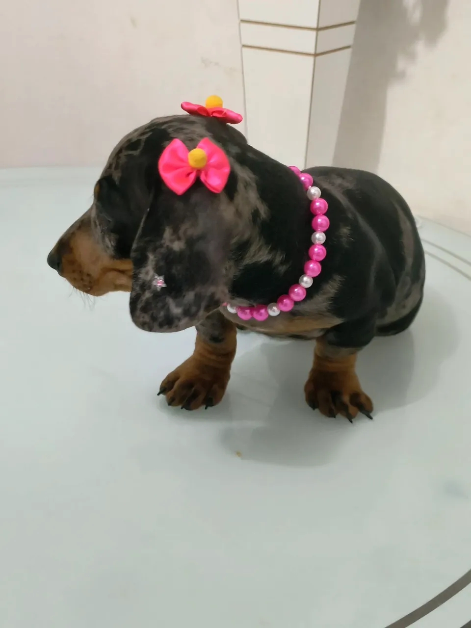 Filhote de Dachshund Arlequim fêmea Exclusiva