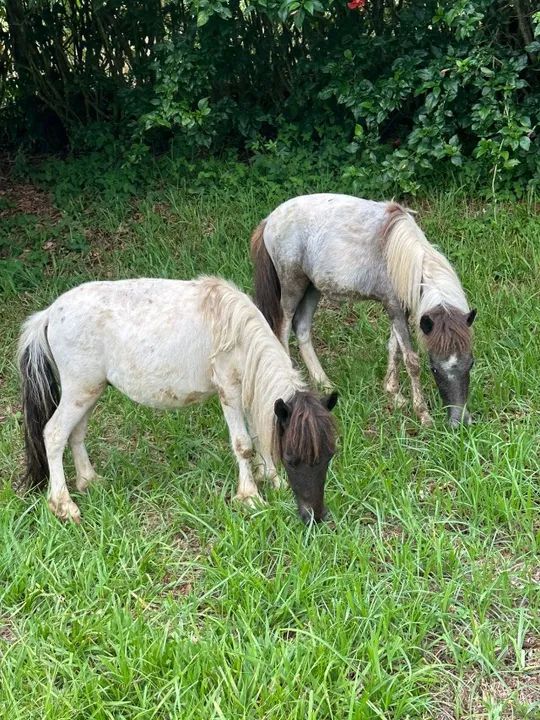 Vende se mini pônei 