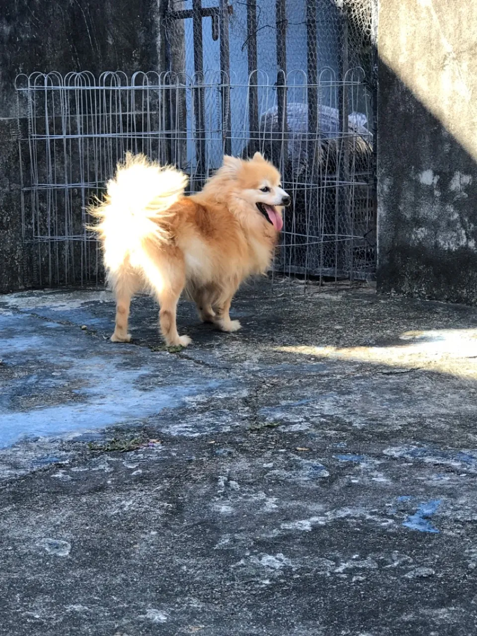 Spitz alemão