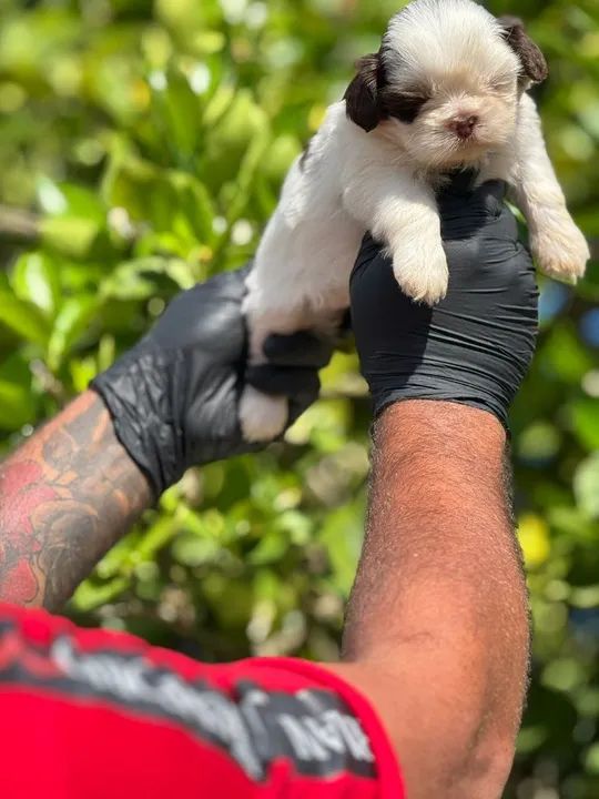 Shihtzu Macho e Fêmea- Filhotes Vacinados e Vermifugado 