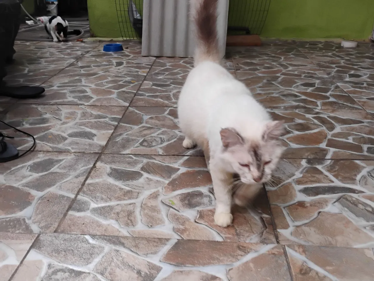 Gatinho Siames/Ragdoll
