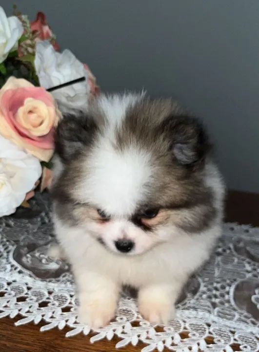 SPITZ ALEMÃO FÊMEAS ANÃZINHA EXÓTICA LINHAGEM NOBRE MENOR DE TODAS QUE EXISTE  - Foto 5