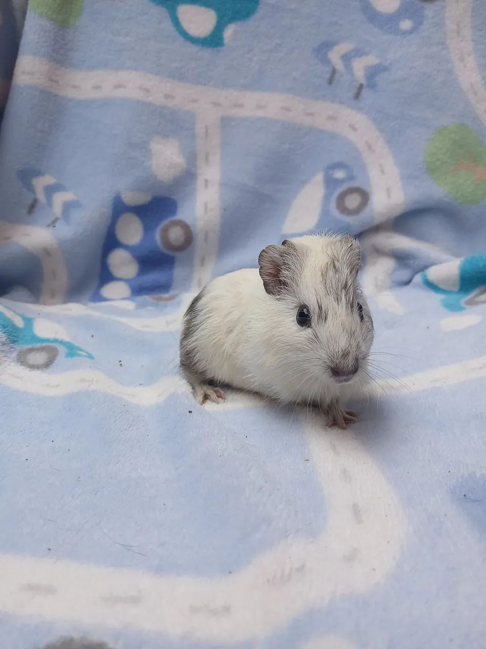 Porquinho da india  - Foto 2