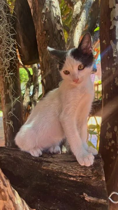 Gatinho Branco e Preto para Adoção