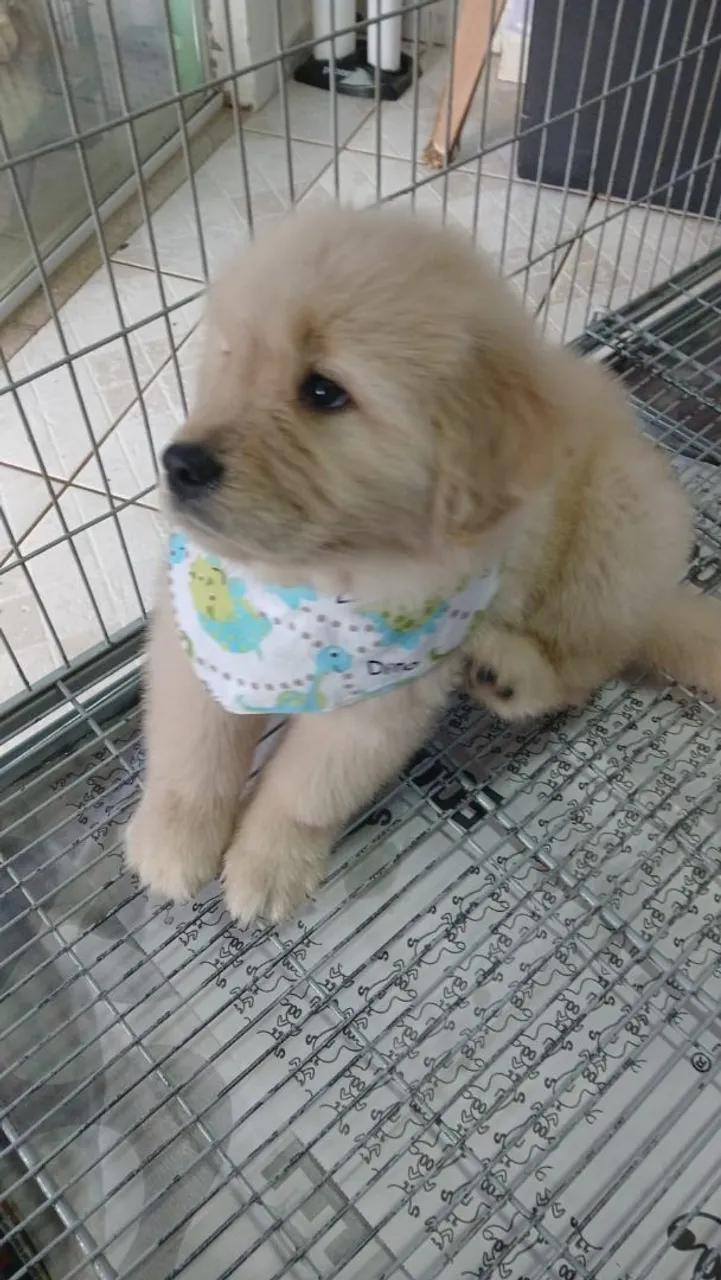 Golden Retriever alegres