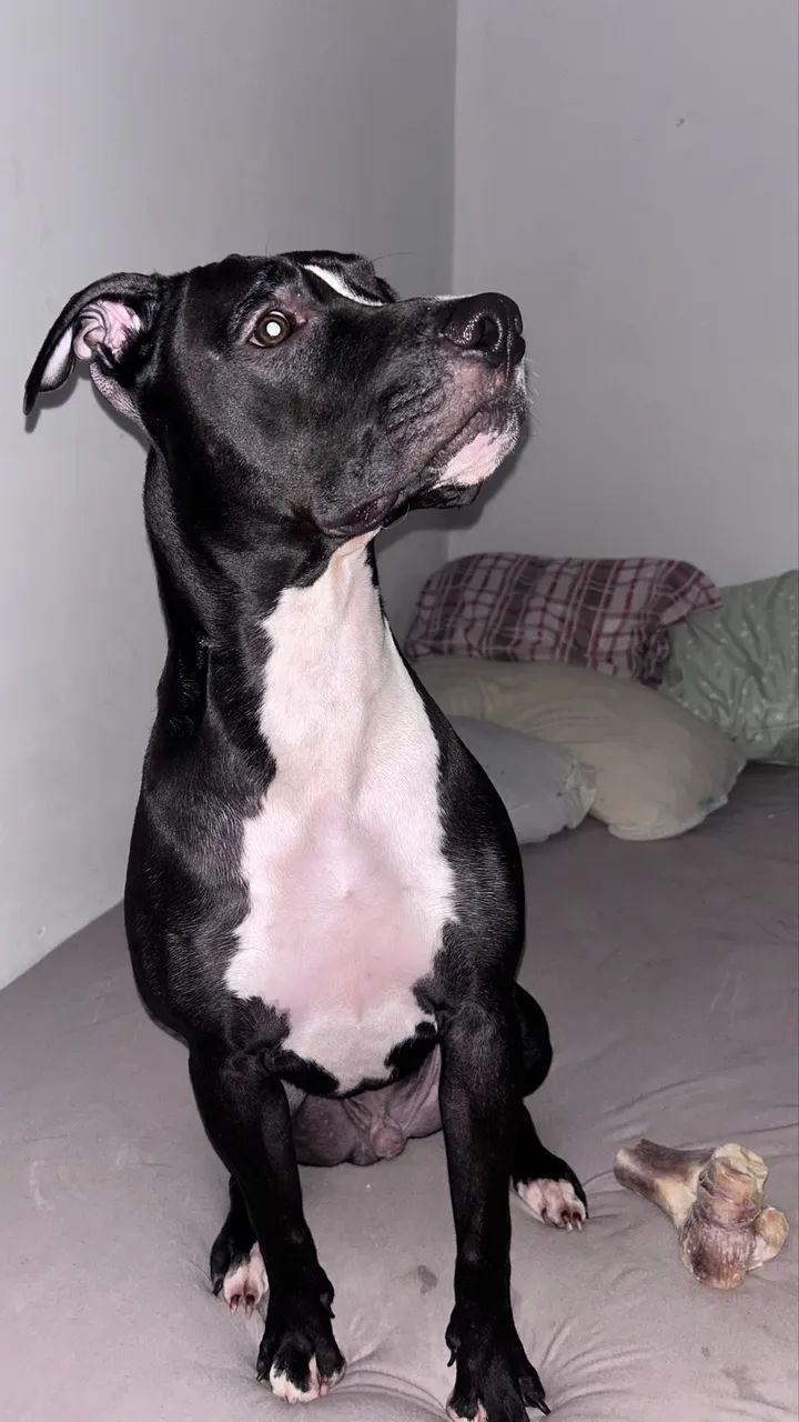 Pitbull Stafordshire  - Foto 6