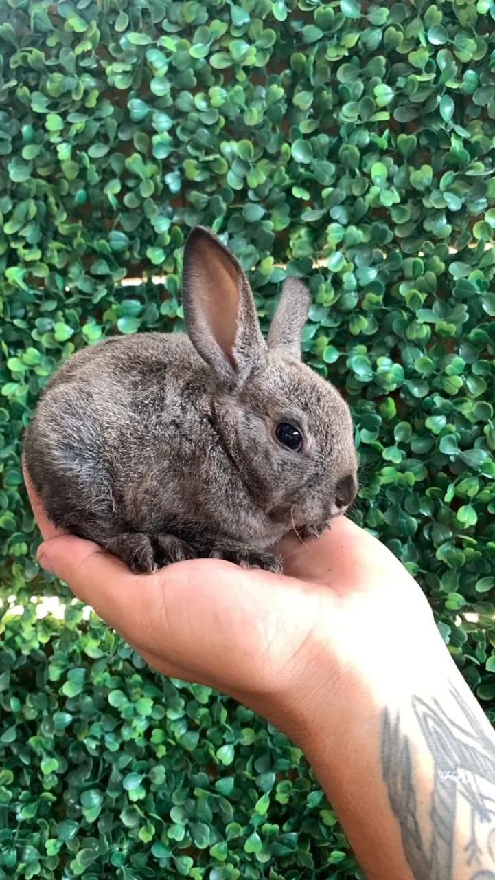 Coelhos filhotes  - Foto 3