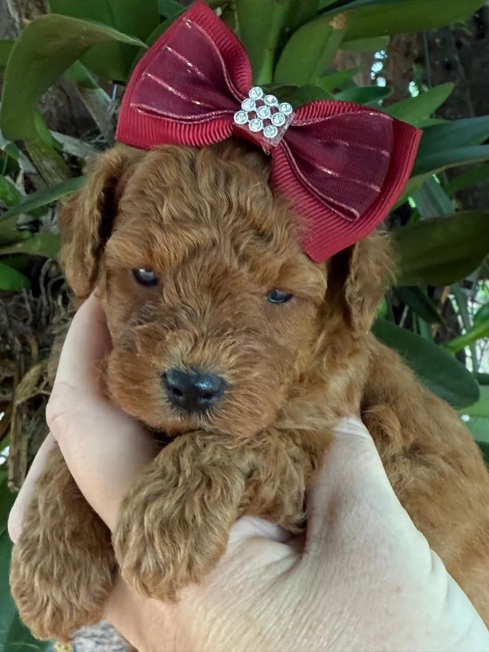 Poodle Toy Red lindos filhotes  - Foto 3