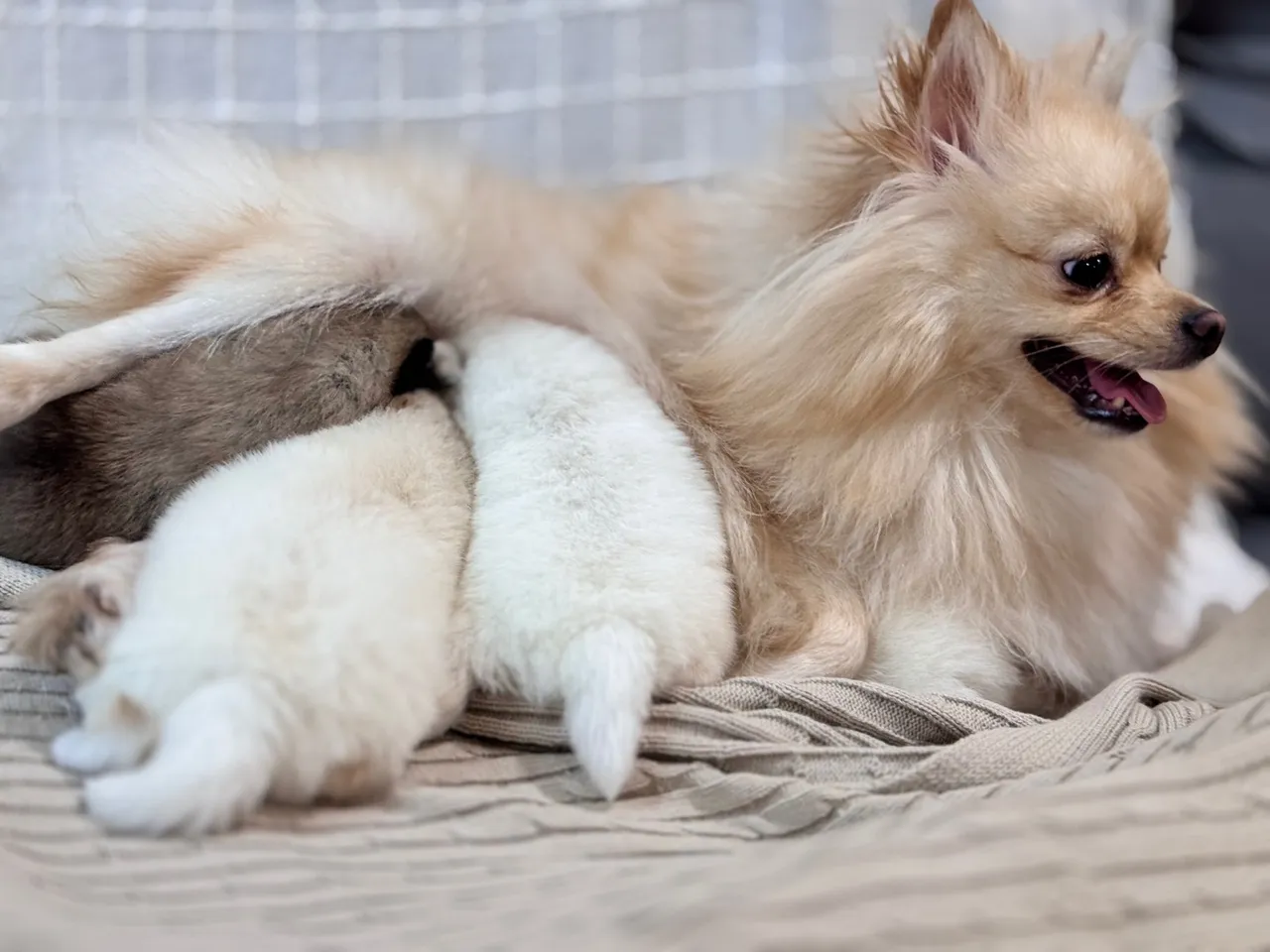 Filhotes de Pomeranian / spitz alemão anão