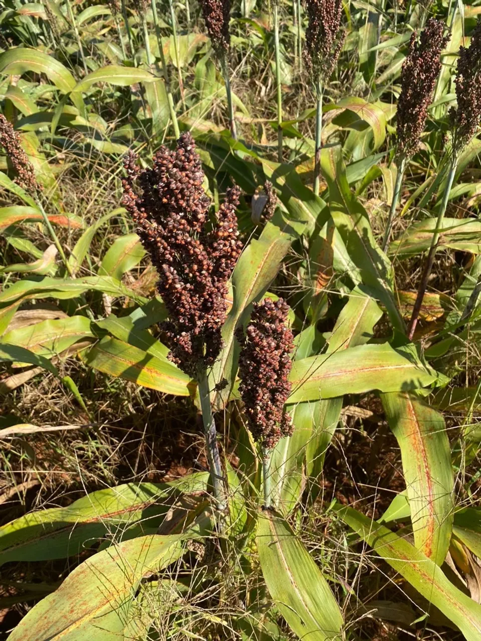Sementes de Sorgo para fazer ração