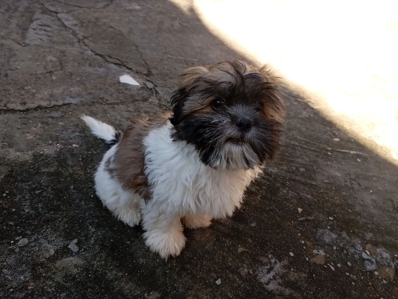 Shih Tzu Filhote de 3 meses macho