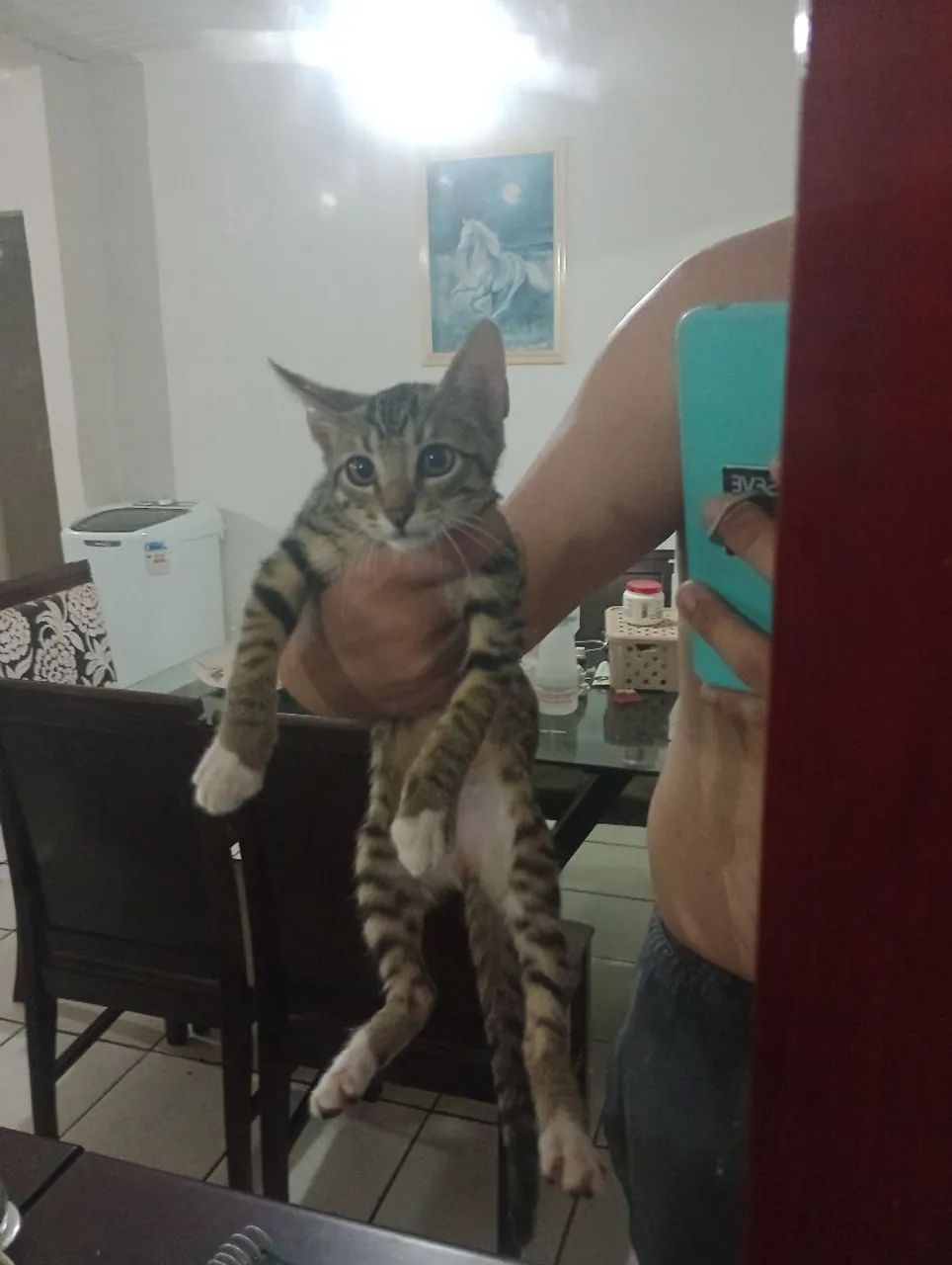 Gatinho lindo para adoção