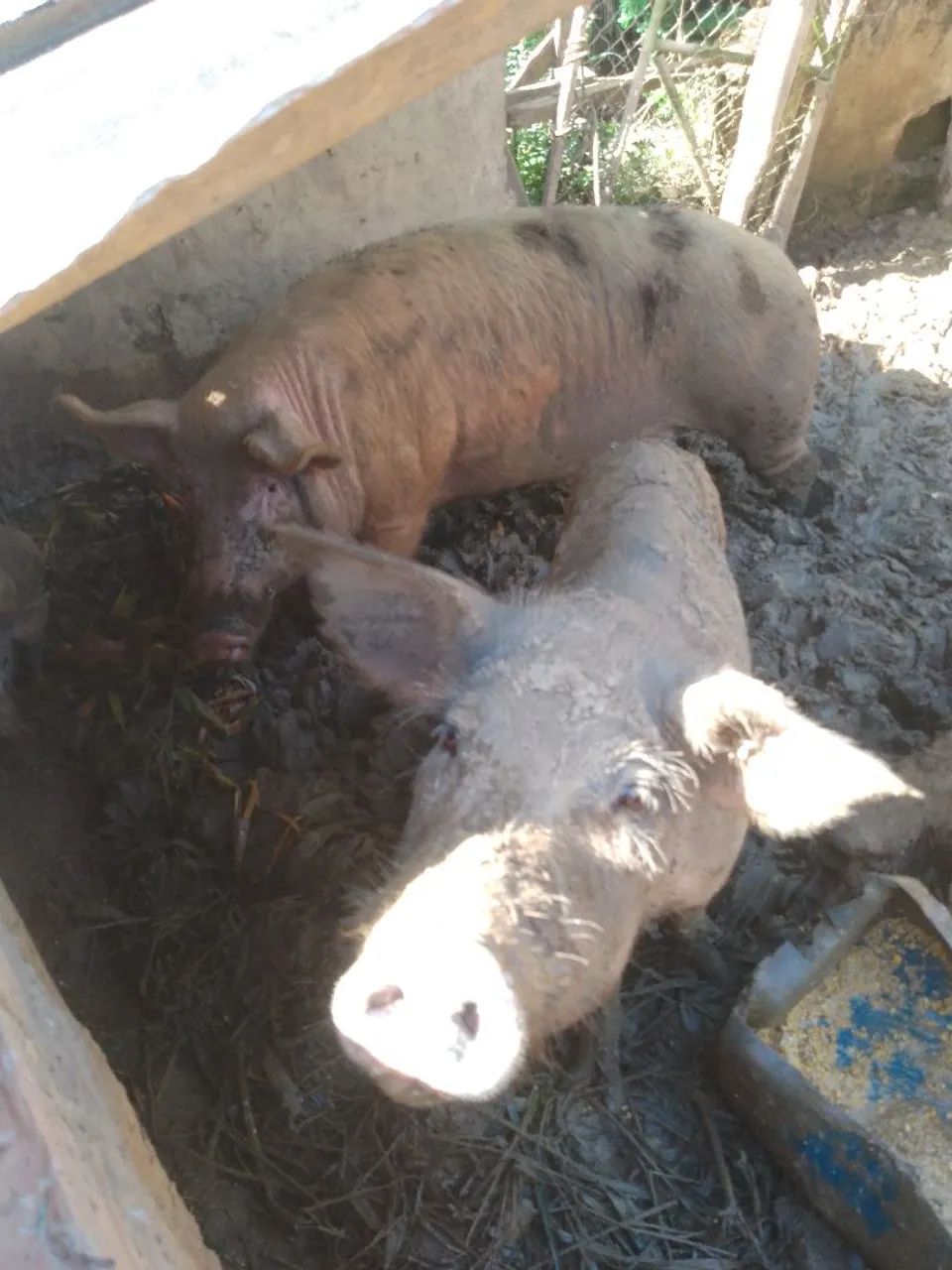 Porco para venda - Foto 2
