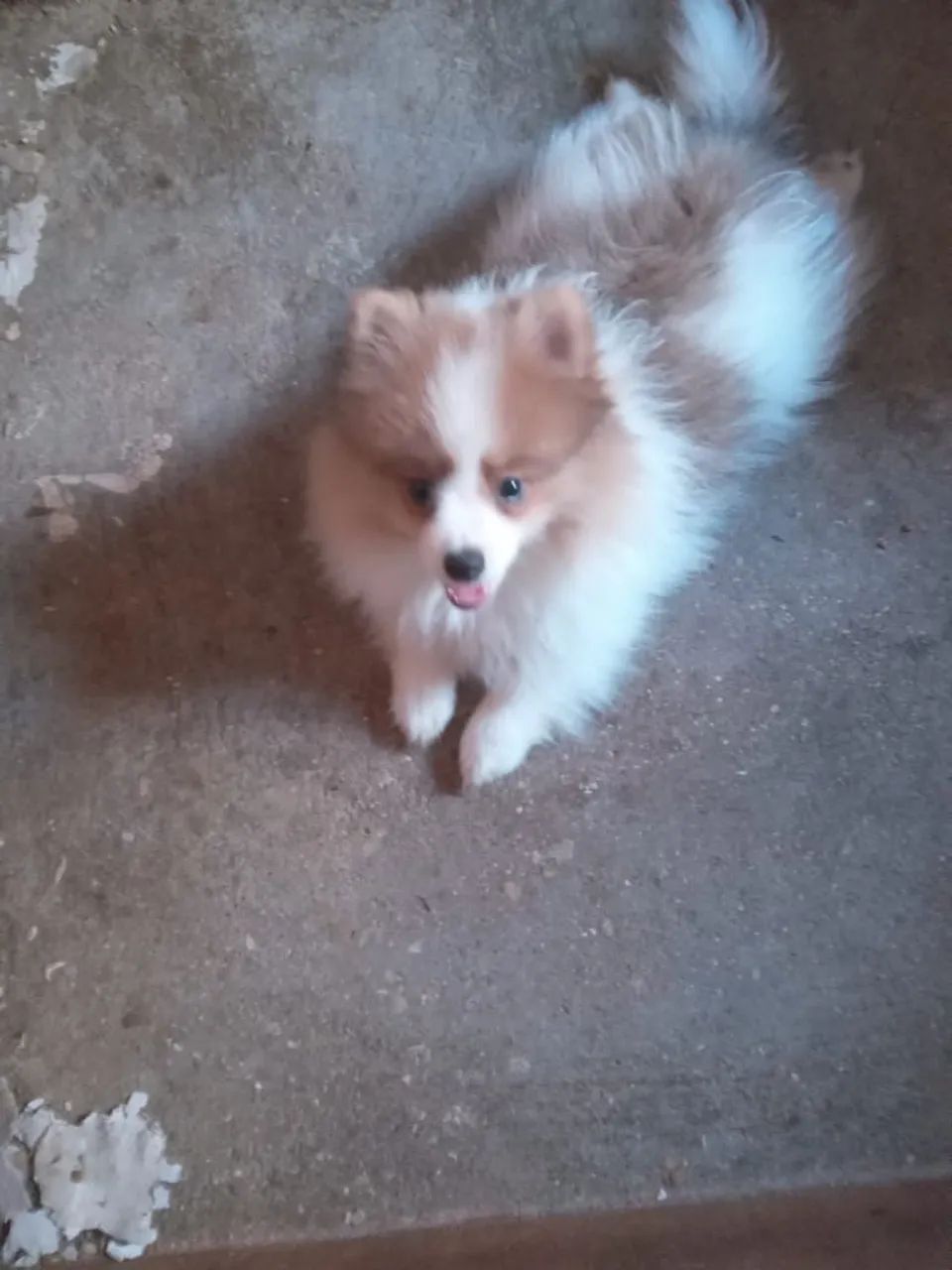 Filhote de Spitz Alemão - Foto 4