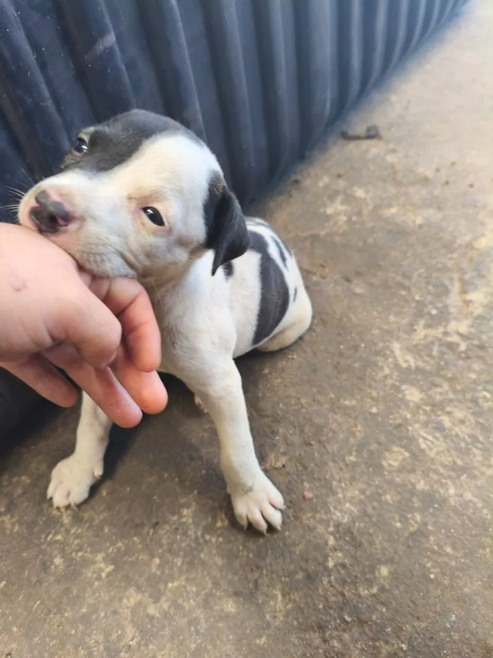 Filhote de Pitbull Adorável