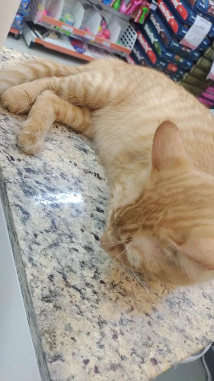 Gato laranja disponível para adoção