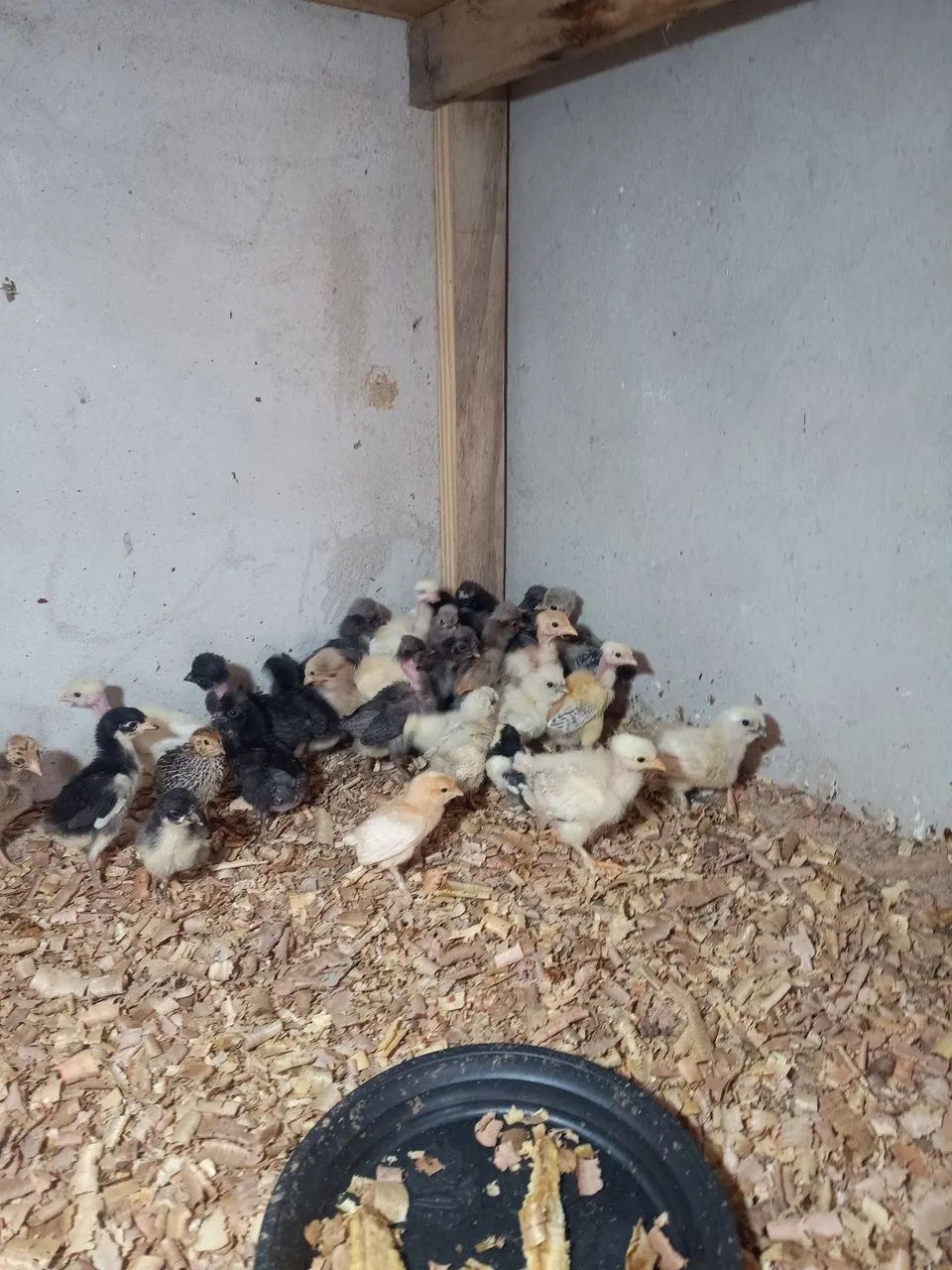 Pintinhos caipira  - Foto 2