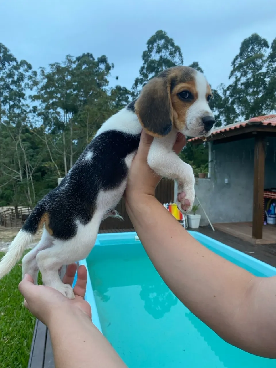 Promoção Filhotes de beagle