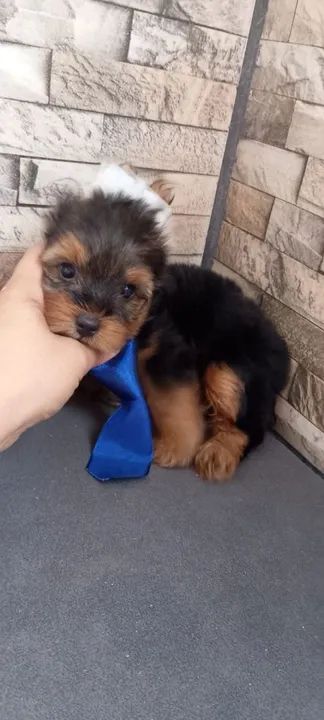 Yorkshire Terrier macho micro - Foto 2