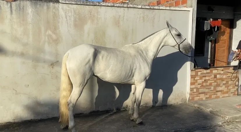 Égua Mangalarga Marchador - Foto 3