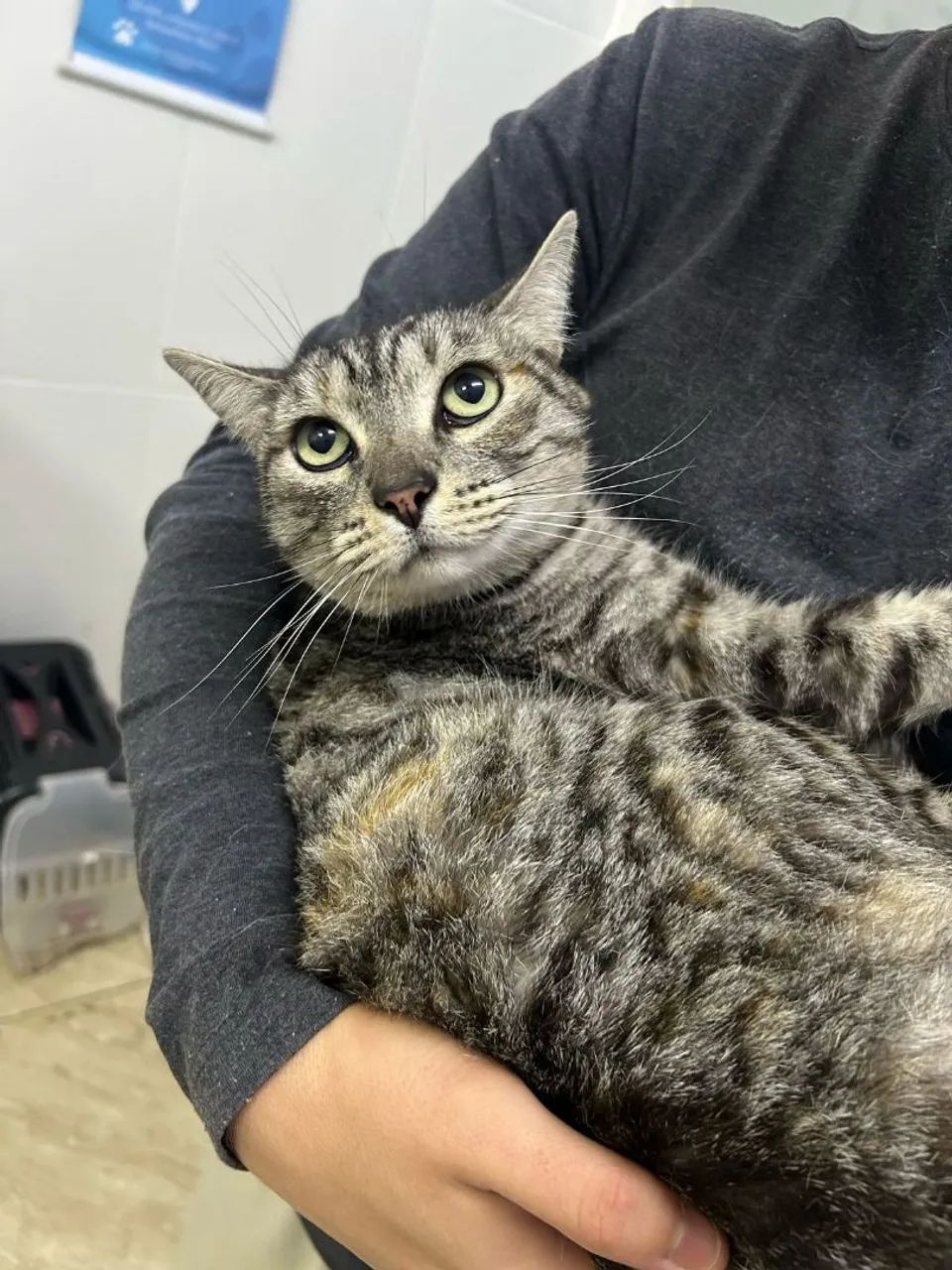 Gatinha disponível para adoção