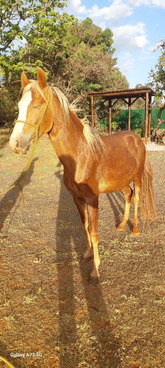 VENDA DE CAVALO - Foto 4